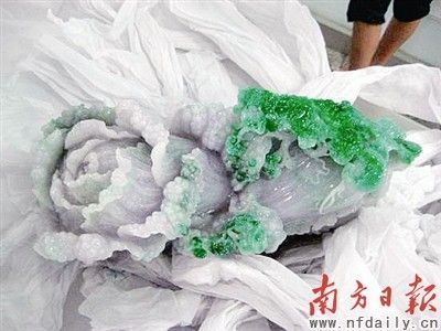 这棵“白菜”价值近800万元。鲁力 摄