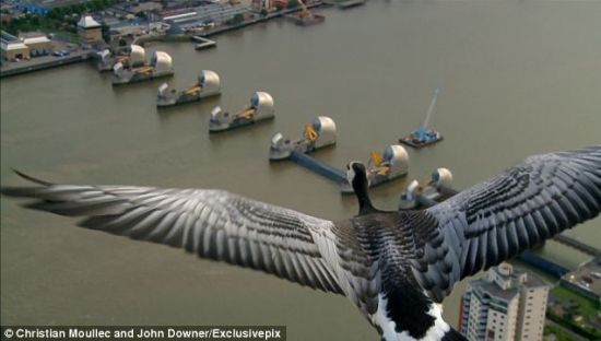 驾滑翔翼拍摄黑雁齐飞迁徙景象