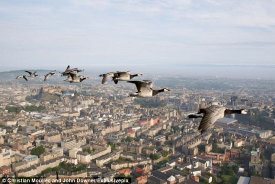 驾滑翔翼拍摄黑雁齐飞迁徙景象
