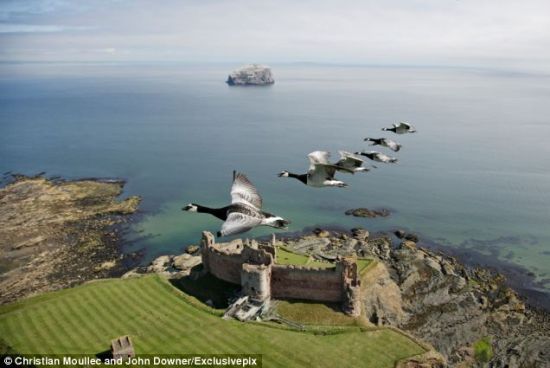 驾滑翔翼拍摄黑雁齐飞迁徙景象