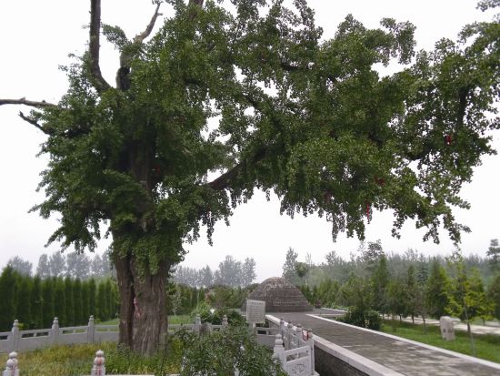 图6 丹阳真人马钰为王重阳守墓时栽种的银杏树