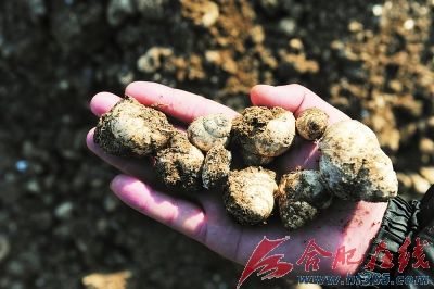 古遗址现场出土的螺蛳壳。