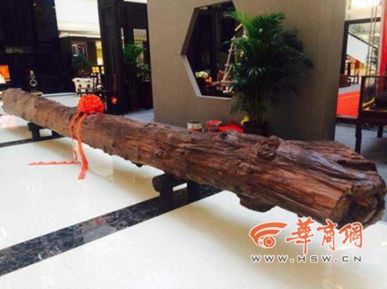 天价黄花梨树王