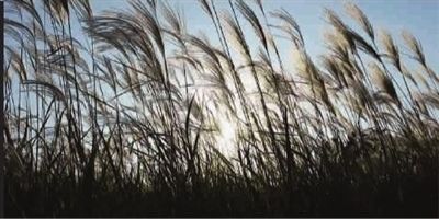 ■《秋日里的芦荻》 低斜的逆光展现画面空间效果 兰翔 摄