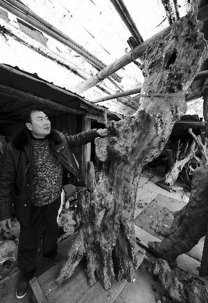 李华展示一件有着500多年树龄的紫薇根艺作品