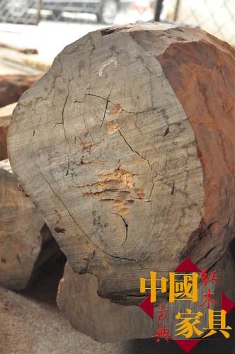 紫檀人工林木心材偏黄
