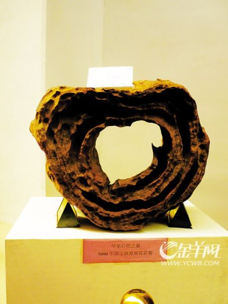 5000年国宝级海南黄花梨木