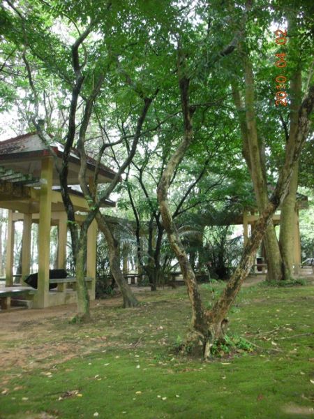 福州森林公园海黄。