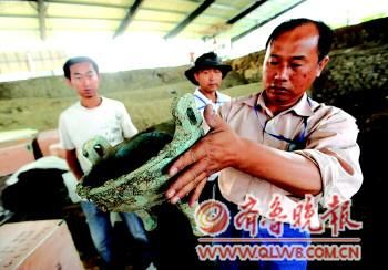 提取出的青铜鼎完好无损。本报记者乔显佳摄