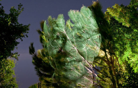 澳摄影师树木上投射名人肖像拍个性照1