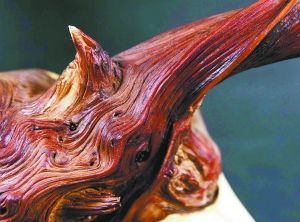 如何鉴别崖柏木