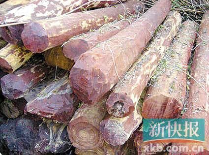 野生紫檀和人工林紫檀混合在一起，一般人很难分辨。