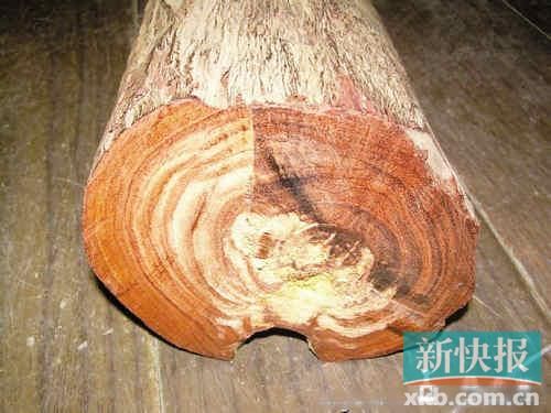 人工林紫檀
