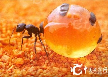 蜜罐蚁